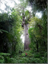 Day 10 - Visit the ‘Lord of the Forest’ Tane Mahuta