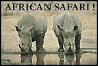 rhinos