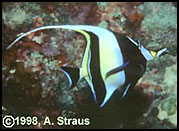 Moorish Idol