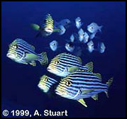 plenty of fish in Maldives