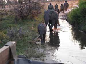 Botswana: Abu Elephant Camp Trip Report, Oct 20-23 2011