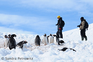 Gentoo penguins - Antarctic Peninsula Basecamp - Dive Discovery