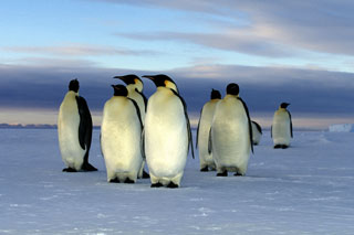 Antarctic Peninsula | Basecamp Plancius - Arctic & Antarcticaa Dive Tours - Dive Discovery