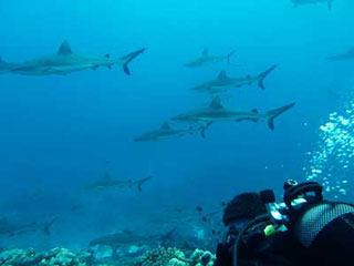 Aqua Tiki II - Tahiti Liveaboards - Dive Discovery Tahiti