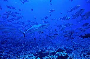 Aqua Tiki - Tahiti Liveaboard
