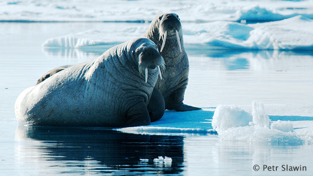 Walruses - North Spitsbergen, In Search of Polar Bear & Pack Ice - Dive Discovery