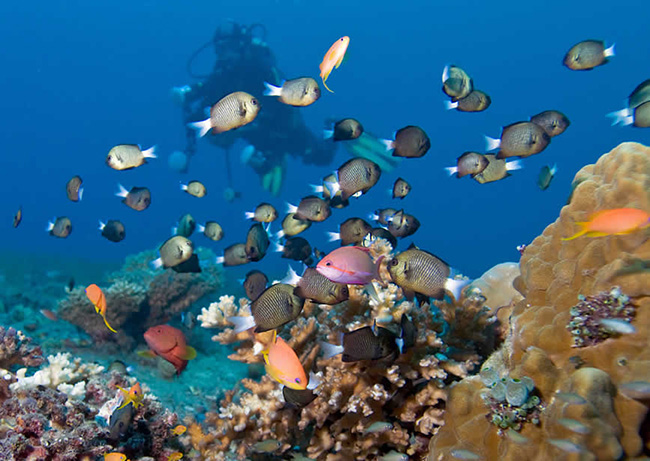 Diving - Aroha Taveuni Resort - Fiji Dive Resorts