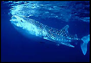 Whale Shark at Exmouth