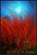 RedWhip Corals, Walindi Plantation. PNG