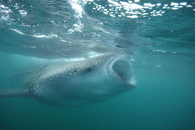 Whale Shark in Tofo Bay