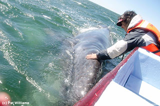 Gray Whale in Baja, Mexico