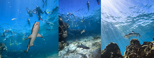 Snorkling with sharks - Barefoot Kuata Island - Fiji Dive Resorts