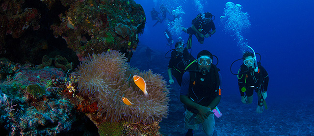 Diving - Barefoot Manta Island - Fiji Dive Resorts