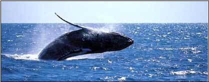 Best of New Zealand Top to Bottom - New Zealand Tour - Dive Discovery New Zealand