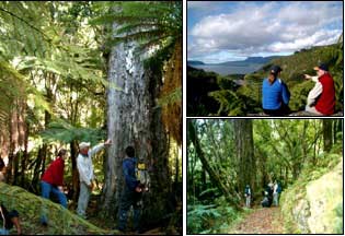Best of New Zealand Top to Bottom - New Zealand Tour - Dive Discovery New Zealand