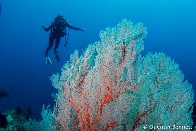 Black coral - photographed by Quentin Bennett