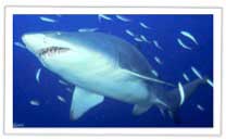 Shark Diving in South Africa