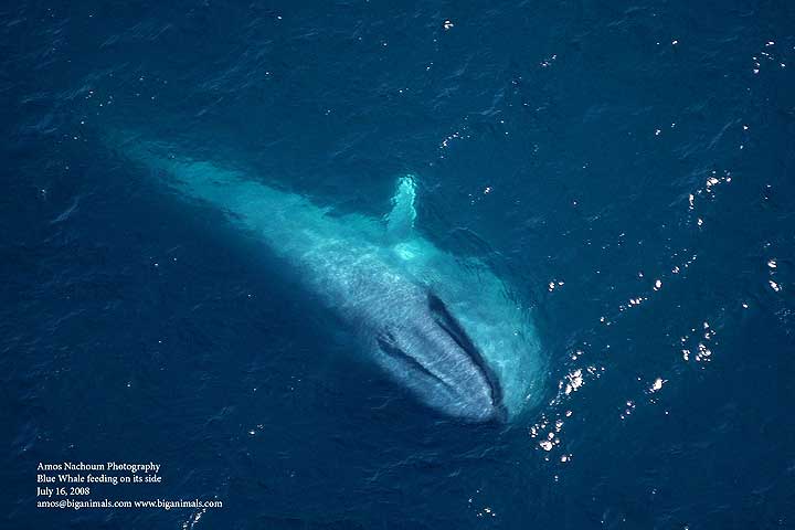Blue Whales with AMOS NACHOUM - Dive Discovery