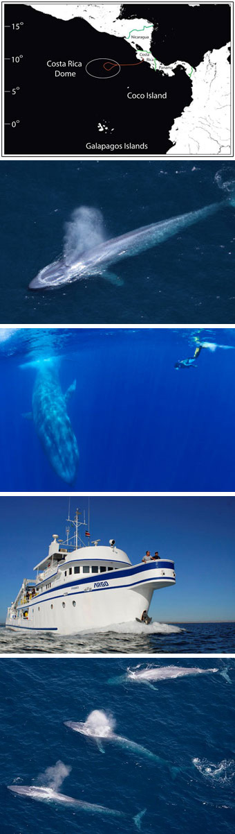 Blue Whales, Costa Rica Dome - Big Animals Expeditions with Amos Nachoum  - Dive Discovery