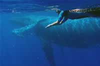 Blue Lagoon Resort - Tonga Dive Resorts