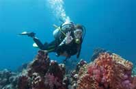 Blue Lagoon Resort - Tonga Dive Resorts