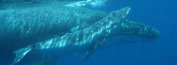 Blue Lagoon Resort - Tonga Dive Resorts