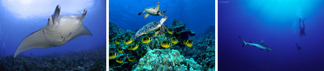 Bora Bora Diving