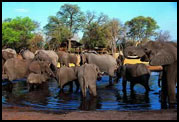 elephants at watering hole