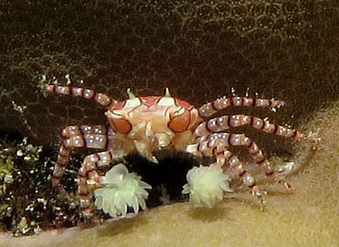 Boxer Crab - PNG Diving