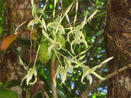Butterfly Adventure Tours