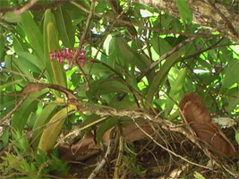 Butterfly Adventure Tours