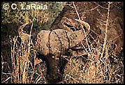 Water Buffalo