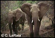 Elephants, photographed at Safari