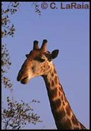 Giraffe