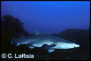 diving