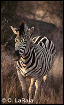 African zebra