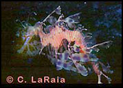 Leafy Sea Dragon, Kangaroo Island
