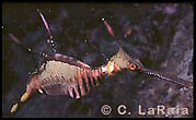 Leafy Sea Dragon, Kangaroo Island