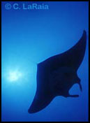 Manta Ray - Scuba Diving Cocos Island
