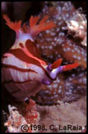 underwater photo, Indonesia