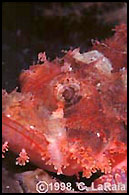 Scorpionfish Face