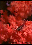Goby on Soft Coral