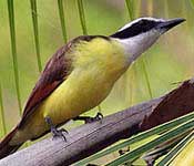 Bird Watching at COIBA National Park