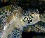 Snorkeling COIBA National Park