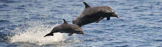 Whale Watching at COIBA National Park