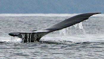 Whale Watching at COIBA National Park
