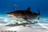 Cage Dive with Tiger Sharks of West End, Grand Bahamas