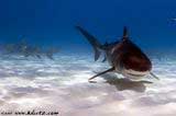 Cage Dive with Tiger Sharks of West End, Grand Bahamas