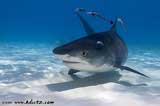 Cage Dive with Tiger Sharks of West End, Grand Bahamas