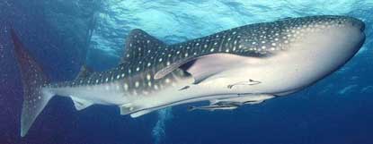Kararu Cenderawasih 2012 Whale Shark Dive Trips
